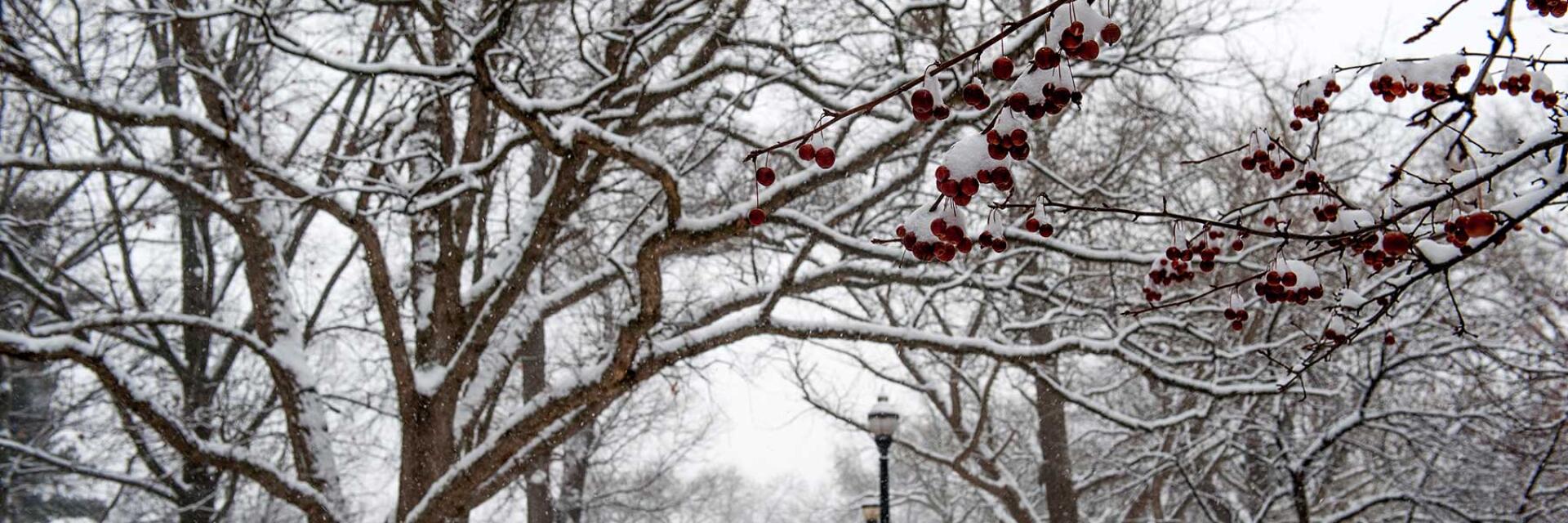 Snow covering the Oval