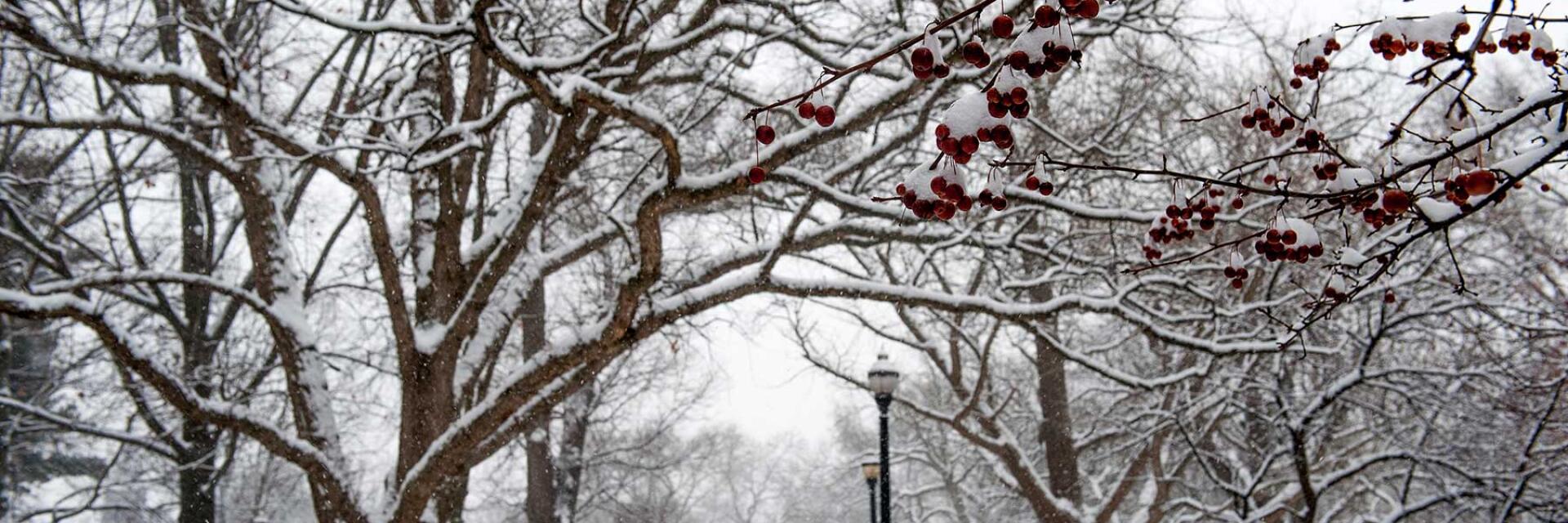 Snow covering the Oval